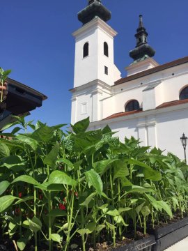 Dostupnost sazenic