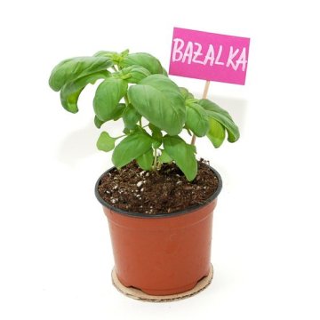 Bazalka
